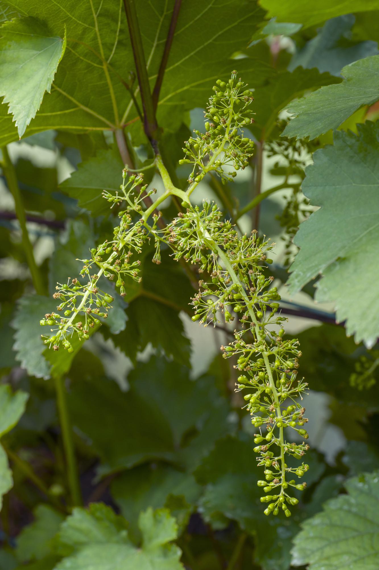 Witte druif Vitis vinifera ‘Johanniter’ – biologisch gekweekt – Pot Ø13cm – Hoogte ca. 45cm – Sterke druivenplant voor tuin, pergola of terras