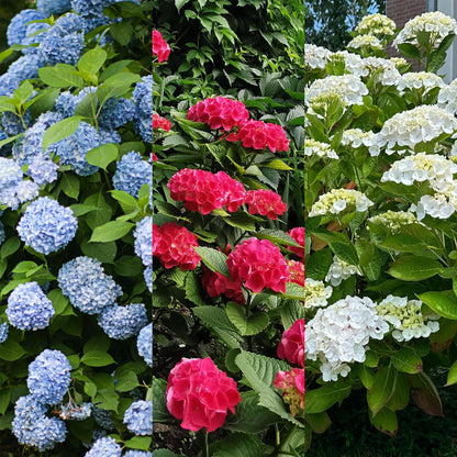 Hydrangea macrophylla Tricolour – Hortensia met roze, witte en blauwe bloemen, geschikt voor tuin, border of terras, bloeit van juni tot september.