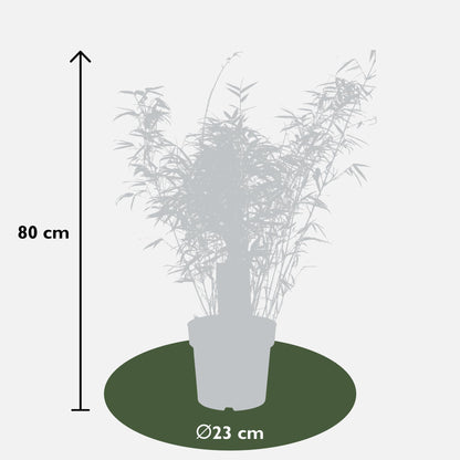 2x Fargesia rufa - ↨80cm - Ø23. Bamboe
