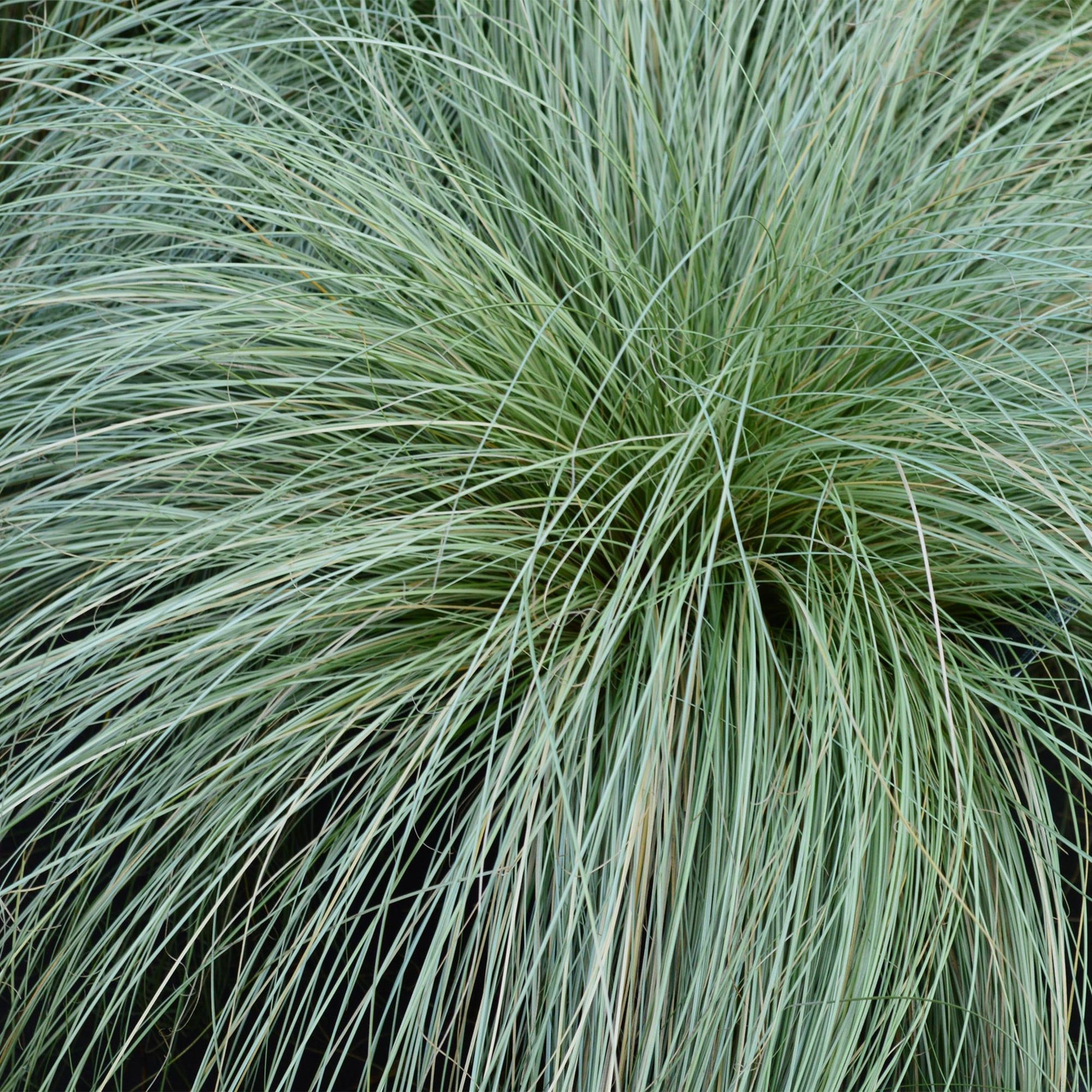 Moderne tuin met Carex comans Frosted Curls – elegant en onderhoudsvriendelijk