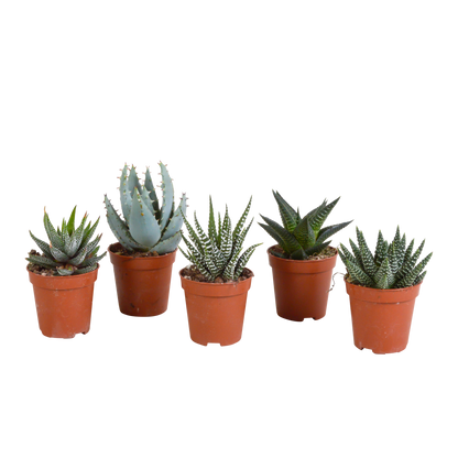 Set van 5 Gasteria/Haworthia mix (Ø5,5 cm, zonder pot) – compacte en sterke kamerplanten in diverse vormen en kleuren
