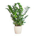 Zamioculcas Zamiifolia Kamerplant | ZZ Plant | met wit pot