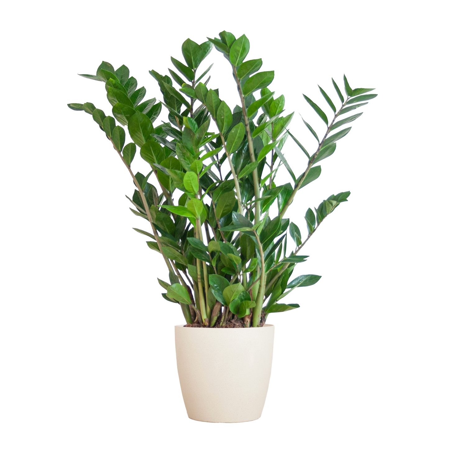 Zamioculcas Zamiifolia Kamerplant | ZZ Plant | met grijze pot