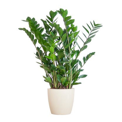 Zamioculcas Zamiifolia Kamerplant | ZZ Plant | met grijze pot