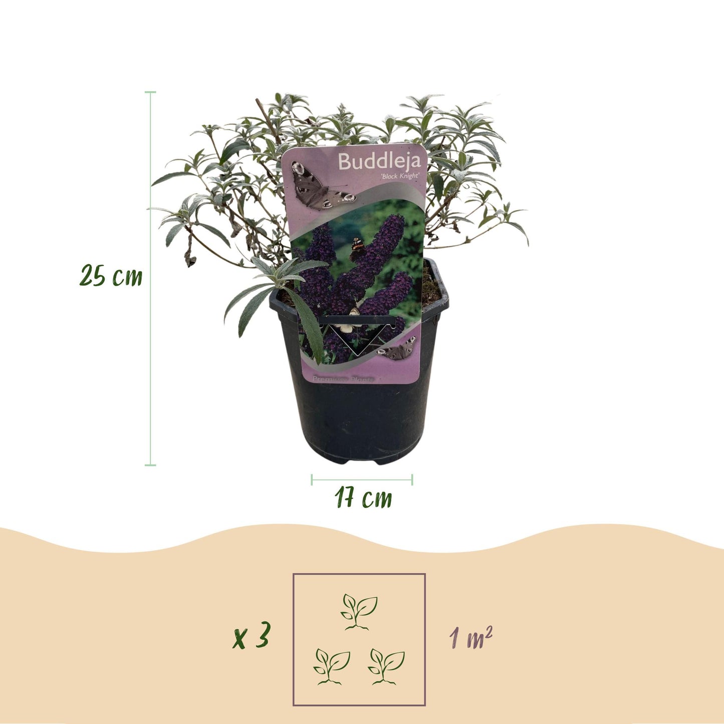 Vlinderstruik - Buddleja davidii Black Night - Bloem Paars - 1 Plant - Bladverliezend - Vlinderlokkend -  Pot 17cm Hoogte 25cm