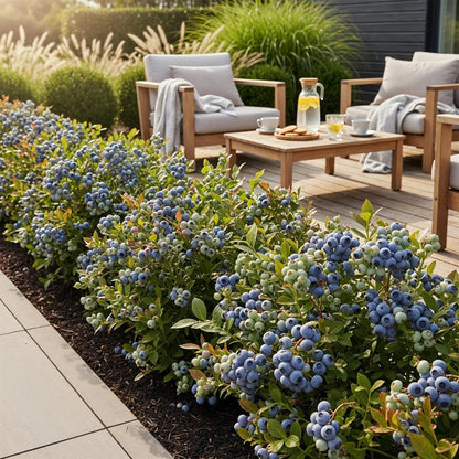 Winterharde blauwe bes met rijke oogst voor tuin en pot