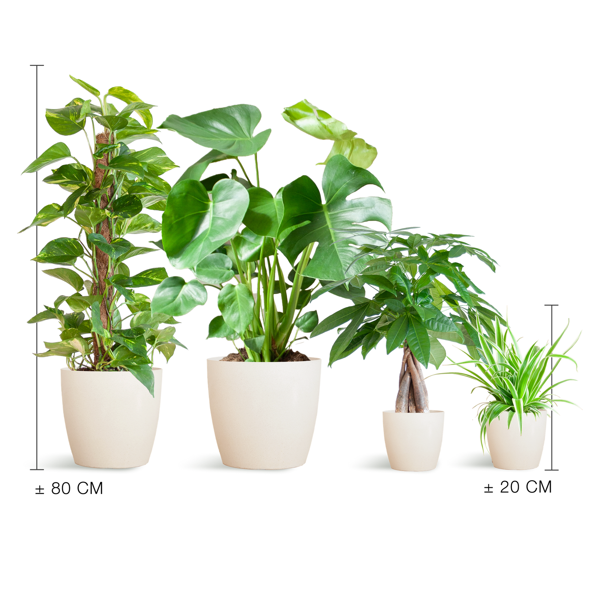 Makkelijke Plantenbox met 4 onderhoudsarme kamerplanten in witte, duurzame bioplastic potten met olifantengras – Chlorophytum, Pachira, Epipremnum Mosstok en Monstera