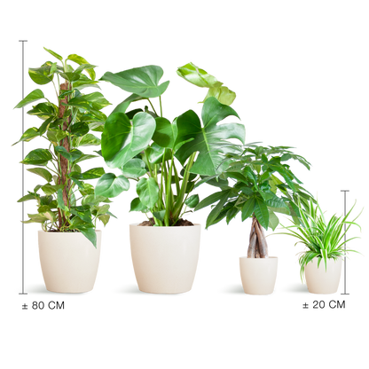 Makkelijke Plantenbox met 4 onderhoudsarme kamerplanten in witte, duurzame bioplastic potten met olifantengras – Chlorophytum, Pachira, Epipremnum Mosstok en Monstera