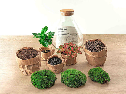 DIY Terrarium met Coffea Arabica & Fittonia – Zelfvoorzienend Ecosysteem – H26 cm met Rake + Shovel