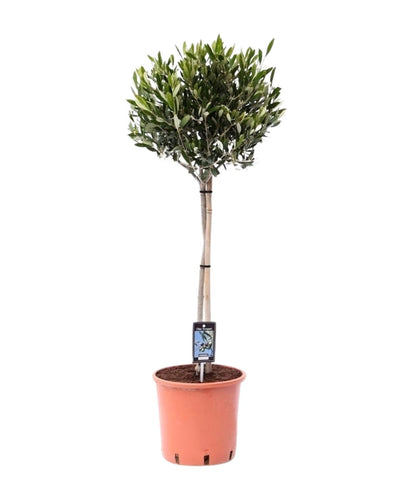 Olea Olijf | Boom