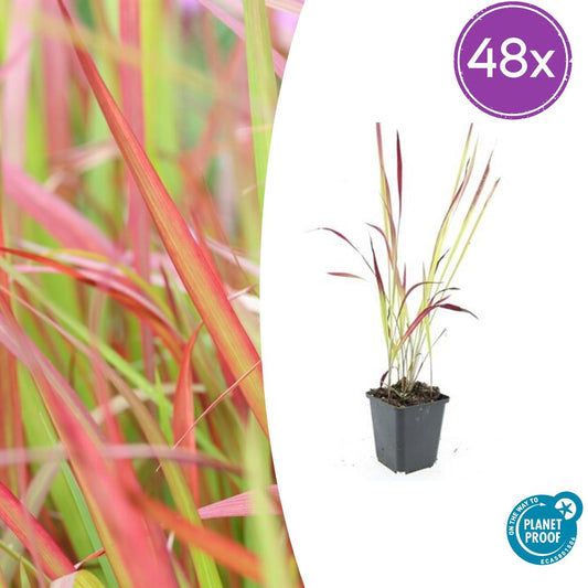 “Imperata cylindrica Red Baron Japans bloedgras met roodgroene bladeren in kweekpot Ø9cm, hoogte 10-25cm, siergras voor borders, potten en tuinaccenten” Planttoday
