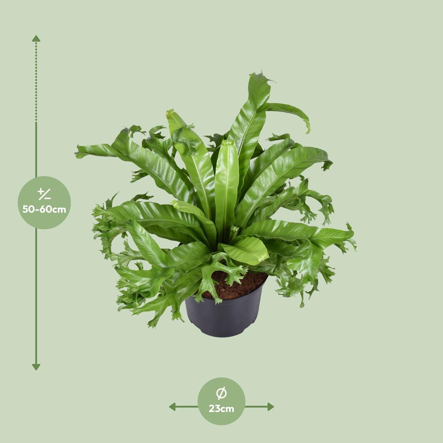 Asplenium Nidus Crissie, ook bekend als Vogelnestvaren, met weelderig groene, glanzende bladeren, ideaal als tropische kamerplant voor in huis of kantoor, luchtzuiverend en onderhoudsvriendelijk.”