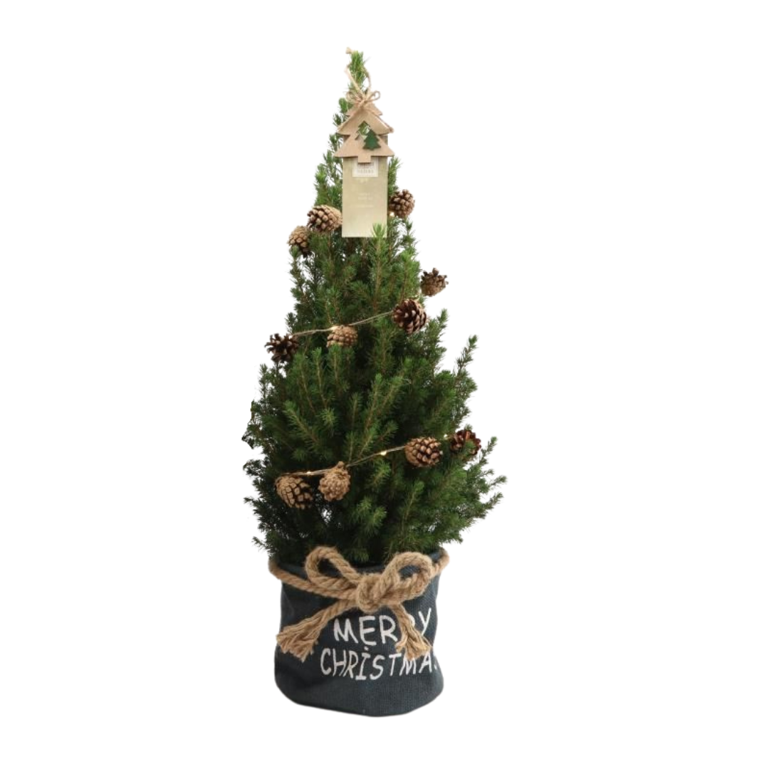 Kleine kerstboom Picea Glauca Conica van 70 cm in blauwe Xmas Bag met pine cone verlichting ideaal als mini kerstboom voor binnen of balkon