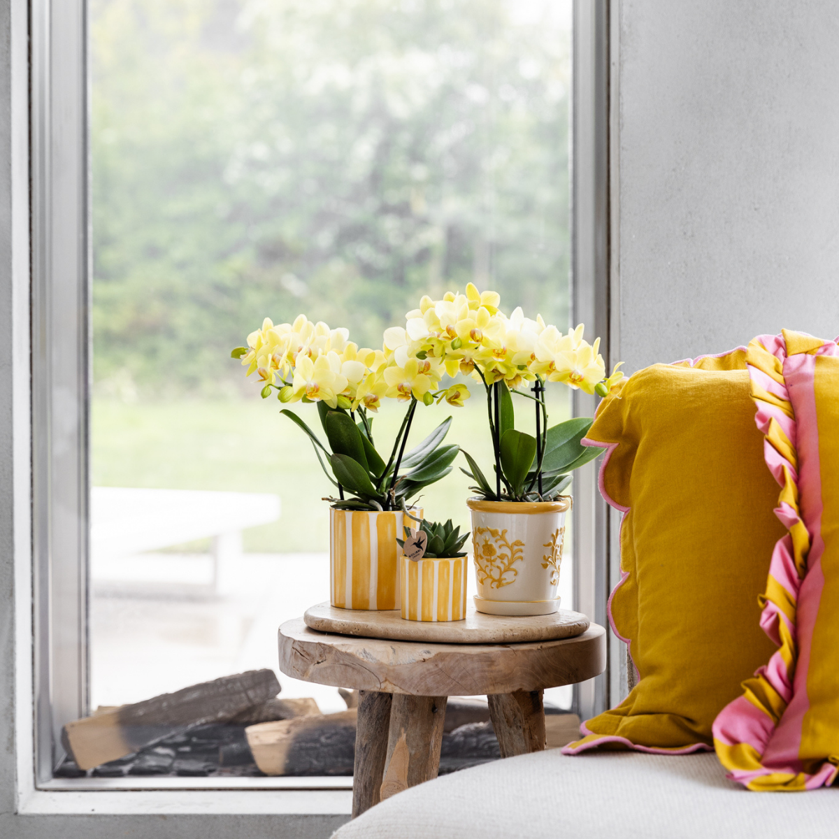 Gele Phalaenopsis orchidee ‘Albenga’ met 2 tot 3 bloemtakken in een sierlijke keramieken pot – bloeiende kamerplant met zonnige uitstraling, op tafel bij daglicht.

