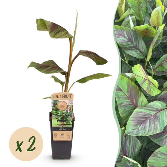 Musa Ever Red – Japanse vezelbanaan fruitplant, set van 2 planten in pot Ø15cm, hoogte circa 50cm, met opvallende rode vruchten.