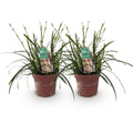 Carex oshimensis ‘Intense Green’ – siergras met diepgroene bladeren, set van 2 planten in pot Ø17cm, hoogte circa 50cm."