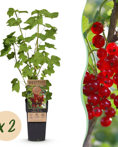 2 x Ribes rubrum ‘Jonkheer van Tets’ | Rode bessen plant
