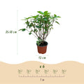 3 x Tuinplant | Hydrangea panniculata Limelight | Pluimhortensia | Lime Groen