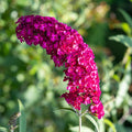 Buddleja davidii 'Royal Red' – Aantrekkelijke vlinderstruik