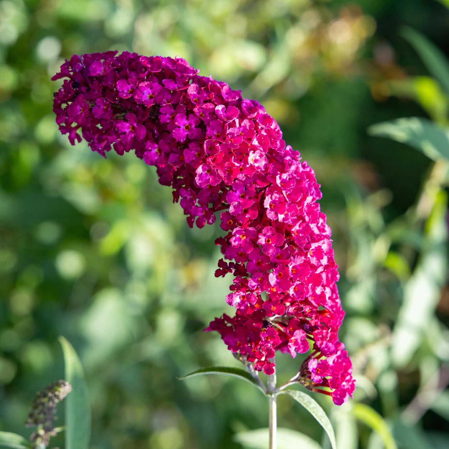 Buddleja davidii Royal Red Vlinderstruik – Dieprode Bloemen – Vlinderlokkend