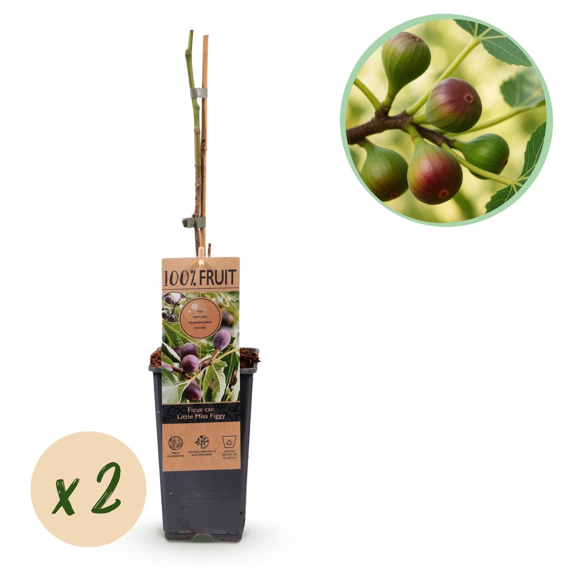 Ficus caria ‘Little Miss Figgy’ – compacte vijgenboom fruitplant, set van 2 planten in pot Ø15cm, hoogte ongeveer 50cm, met rode vruchten.”

