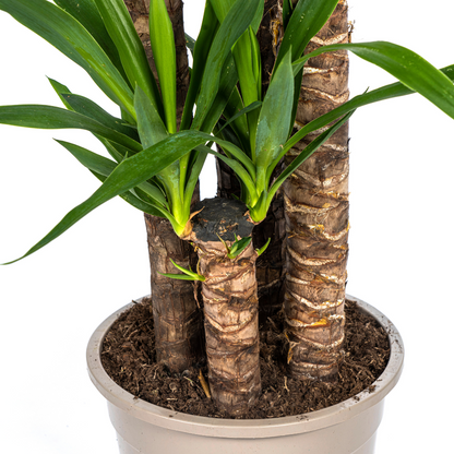 Yucca Elephantipes – grote kamerplant met stevige stelen en lange donkergroene zwaardvormige bladeren