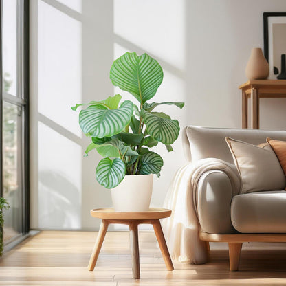 Calathea orbifolia | met pot Viber wit | kamerplant