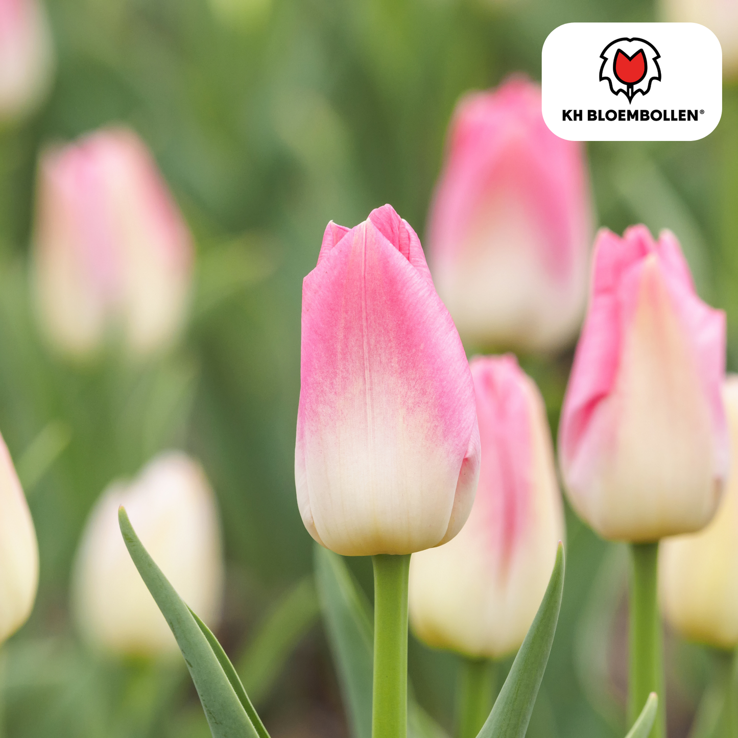 Zachtroze Dynasty tulpenbollen van KH Bloembollen – 20 stuks, elegante tuin- en snijbloem