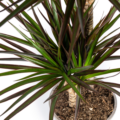 Dracaena Marginata Magenta – Luchtzuiverende Kamerplant