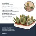 12 x Cactus diverse soorten en maten