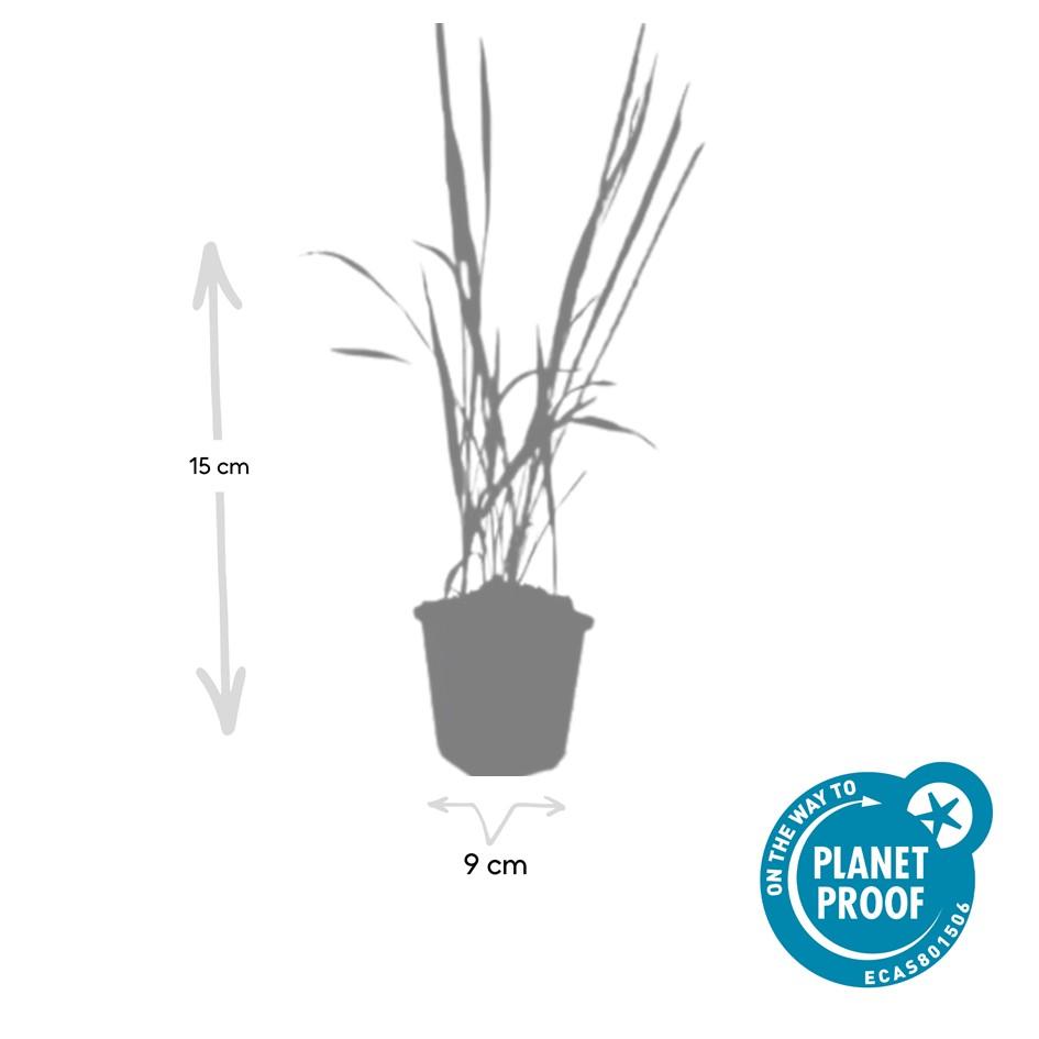 12x Imperata cylindrica 'Red Baron' - ↕10-25cm - Ø9cm  Bloedgras