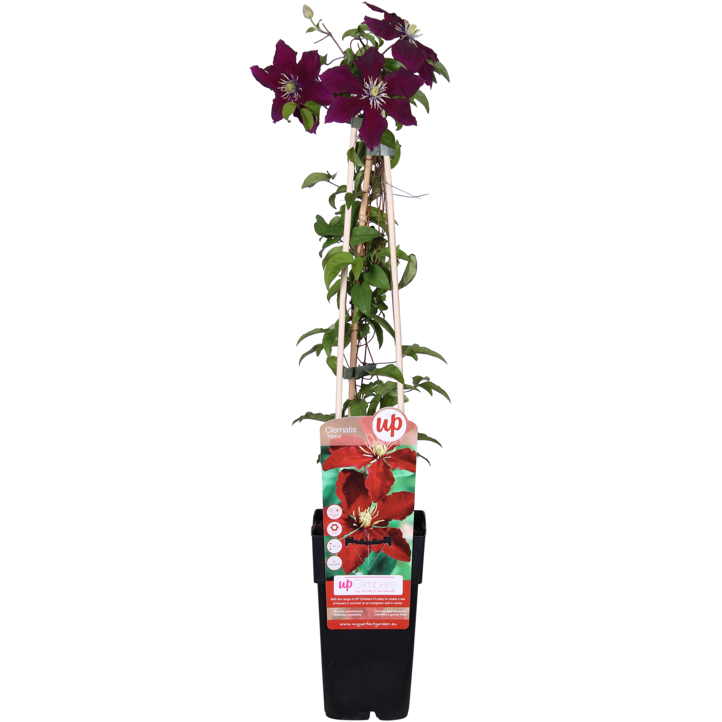 Grootbloemige rode clematis voor schutting of pergola