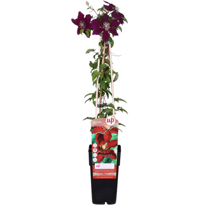 Grootbloemige rode clematis voor schutting of pergola
