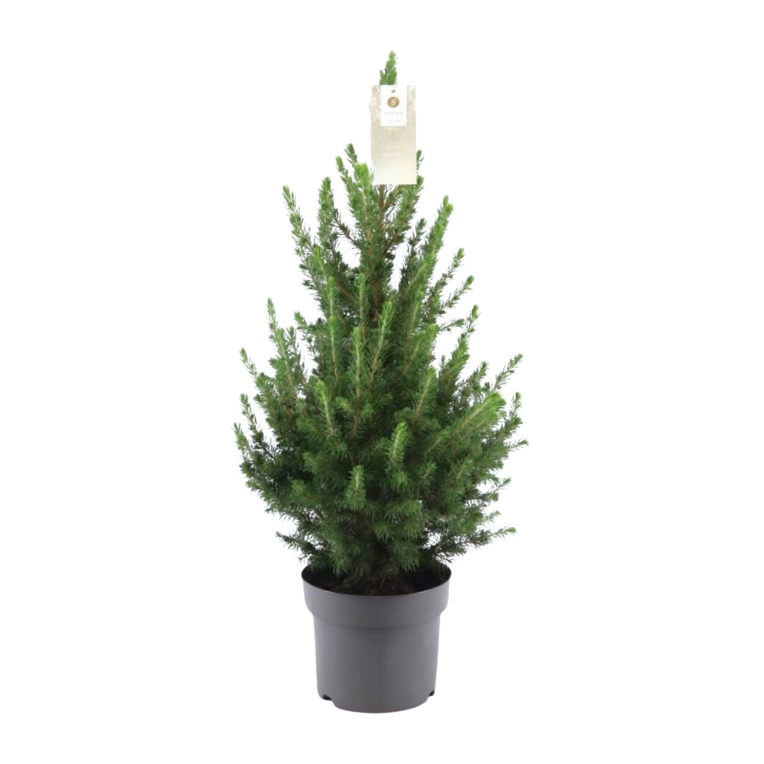 Kleine Kerstboom - 70 cm - Picea Glauca Conica ‘December’® Planttoday