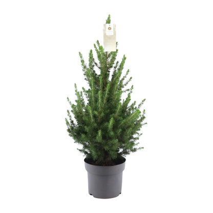 Kleine Kerstboom - 70 cm - Picea Glauca Conica ‘December’® Planttoday