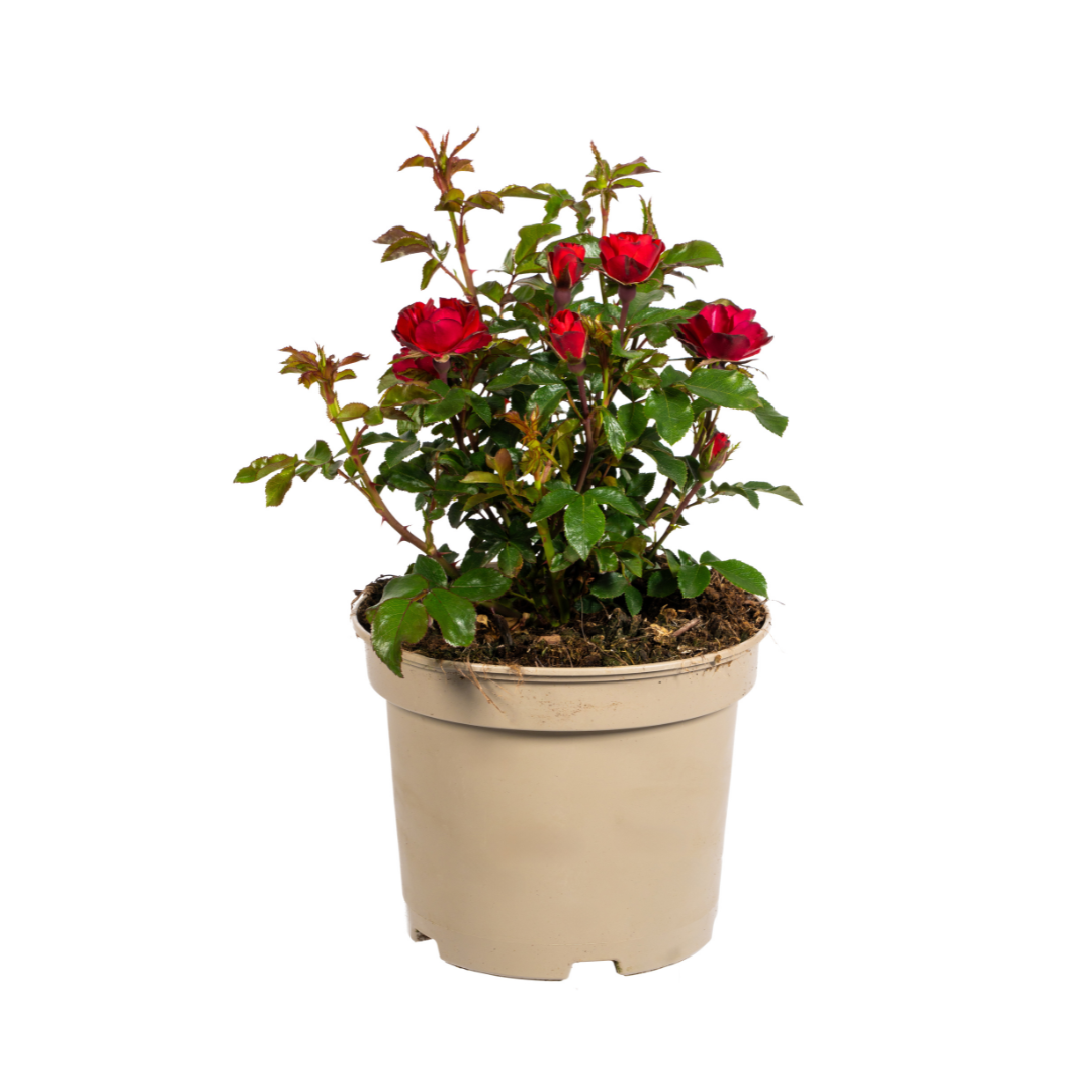 Rosa Zepeti rode roos met fluwelige bloemen in bloempot, ideaal voor borders en terras. Planttoday