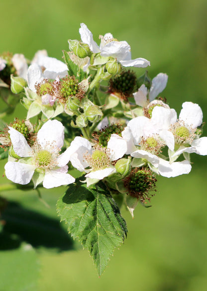 Biologische frambozenplant met rode vruchten voor moestuin