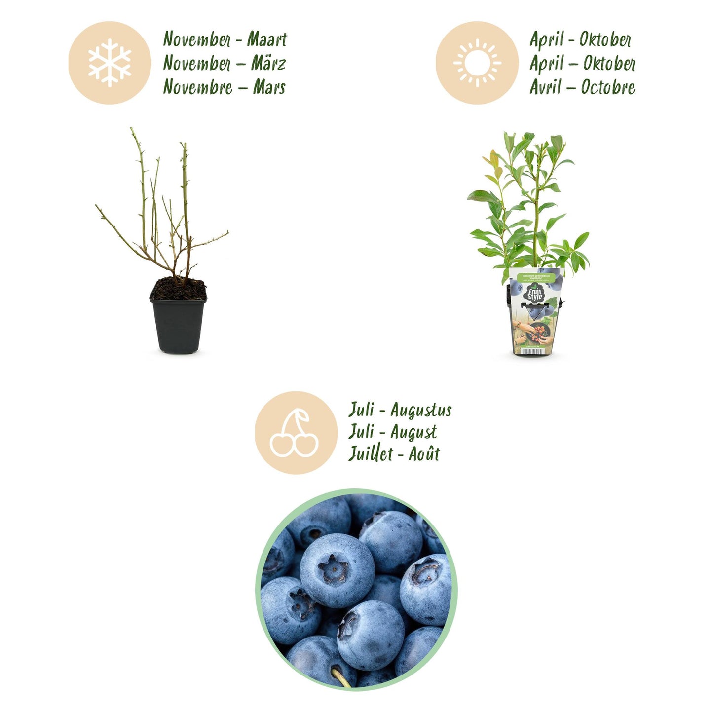 6 x Fruitplanten | Blauwe Bes | Vaccinium corymbossum Bluegold |Winterhard