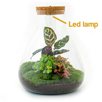 DIY terrarium met LED en Calathea planten