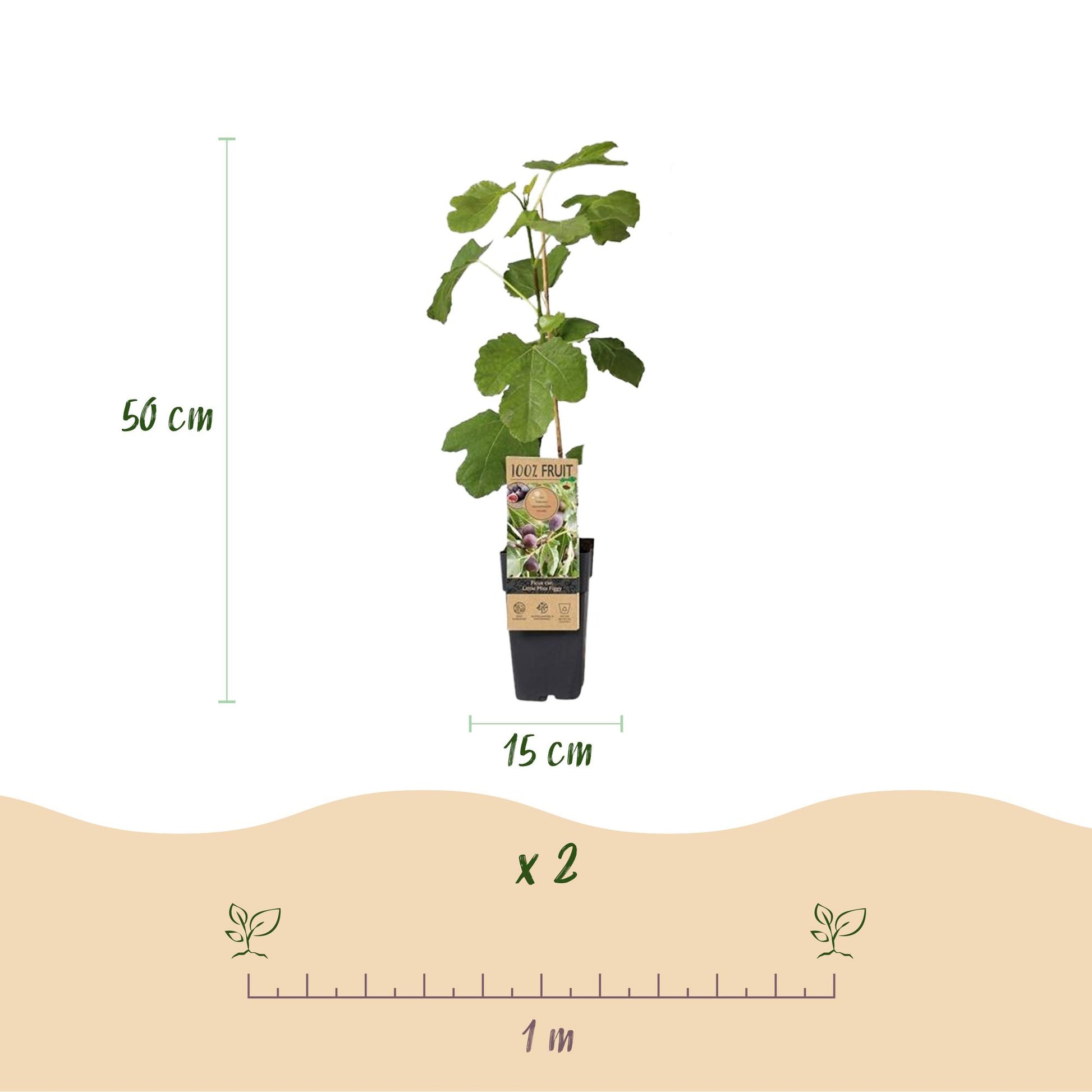 “Ficus caria ‘Little Miss Figgy’ – compacte vijgenboom fruitplant, set van 2 planten in pot Ø15cm, hoogte circa 50cm, met rode vijgen.”