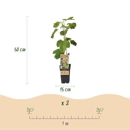 “Ficus caria ‘Little Miss Figgy’ – compacte vijgenboom fruitplant, set van 2 planten in pot Ø15cm, hoogte circa 50cm, met rode vijgen.”