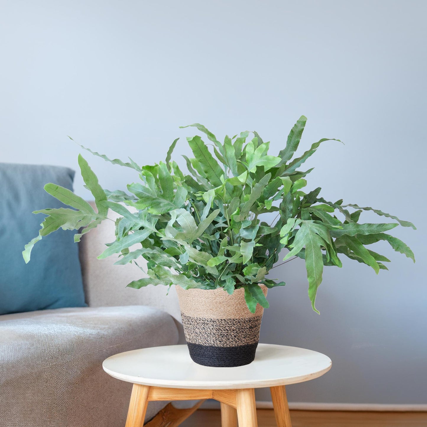 Phlebodium Aureum ‘Blue Star’ – Blauwvaren met grijsgroene bladeren in zwarte jute mand, stijlvolle kamerplant van 40 cm hoog.