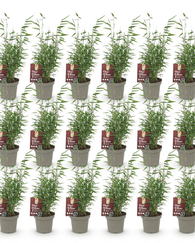 18 x Bamboe | Fargesia Red Dragon | Bladhoudend | niet woekerend