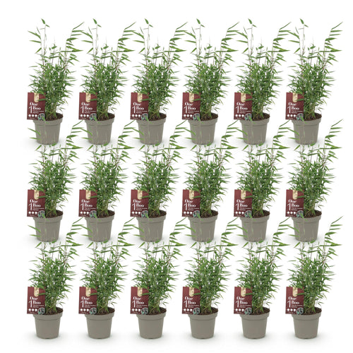 18 x Bamboe | Fargesia Red Dragon | Bladhoudend | niet woekerend
