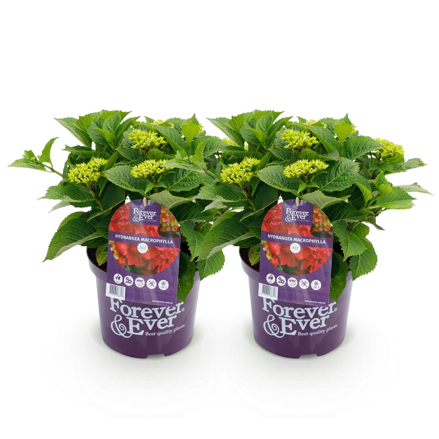 Hortensia - Hydrangea Forever & Ever - Rood - 7-12 Bloemen - 2 Planten - Pot 23cm Hoogte 55cm