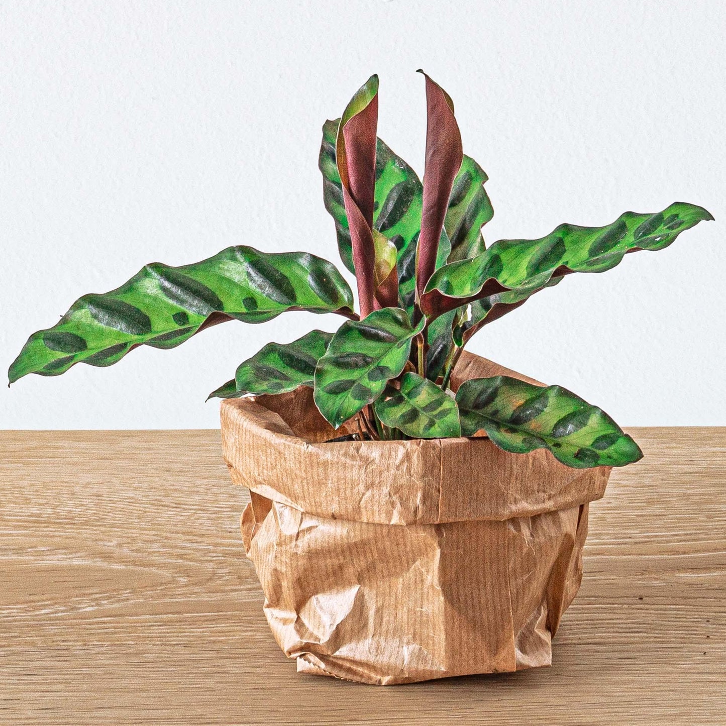 Planten Terrarium Navulling & Startpakket | Calathea Lancifolia | Maat L/XL