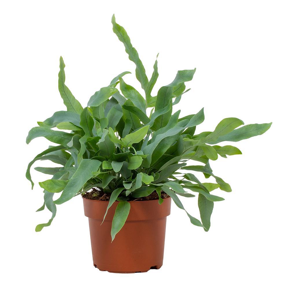 Phlebodium aureum Blue Star (Blauwe Stervaren) – kamerplant met blauwgroene frondes – pot Ø12 cm, hoogte ca. 32 cm – onderhoudsvriendelijke tropische plant voor binnen