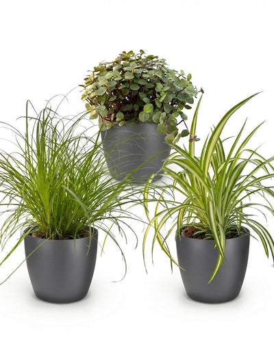 3 x Kamerplant | Cyperus - Calissia - Chlorophytum | Huisdiervriendelijke | Planten met Potter Grijs