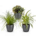 3 x Kamerplant | Cyperus - Calissia - Chlorophytum | Huisdiervriendelijke | Planten met Potter Grijs