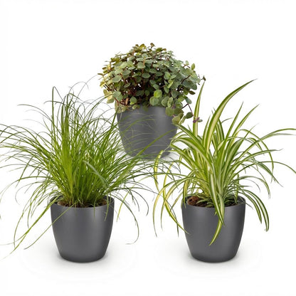 3 Houseplants | Cyperus - Calissia - Chlorophytum | Pet-Friendly | 3 Plants with Potter Grey